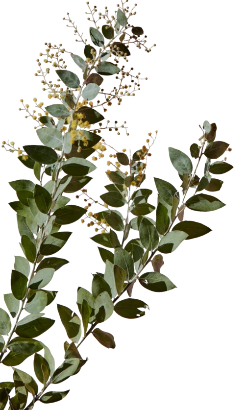 ORIGINALE INGREDIENSER